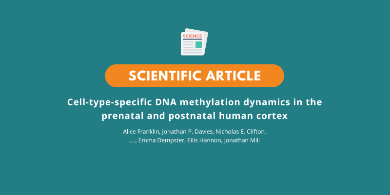 Cell-type-specific DNA methylation dynamics in the prenatal and postnatal human cortex